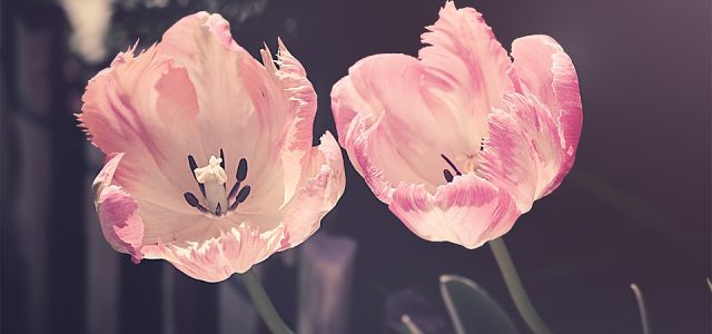 tulips-3339416_960_720