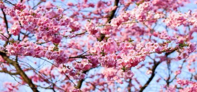 cherry-blossom-1318258_960_720