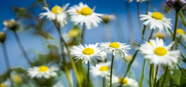 spring-5062124_1280